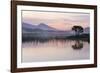 Hooded crow nest in willow tree, near Oban Argyll, Scotland-SCOTLAND: The Big Picture-Framed Photographic Print