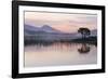 Hooded crow nest in willow tree, near Oban Argyll, Scotland-SCOTLAND: The Big Picture-Framed Photographic Print