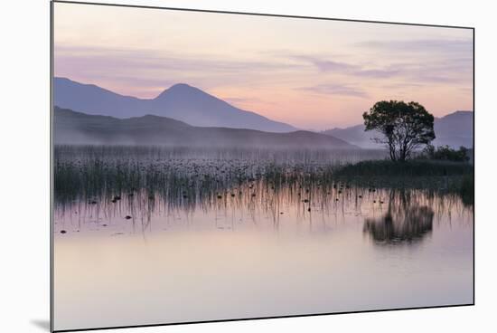 Hooded crow nest in willow tree, near Oban Argyll, Scotland-SCOTLAND: The Big Picture-Mounted Photographic Print