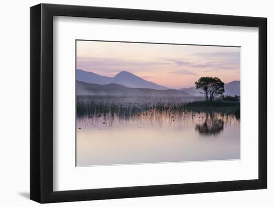 Hooded crow nest in willow tree, near Oban Argyll, Scotland-SCOTLAND: The Big Picture-Framed Photographic Print