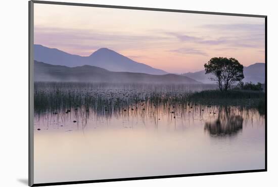 Hooded crow nest in willow tree, near Oban Argyll, Scotland-SCOTLAND: The Big Picture-Mounted Photographic Print