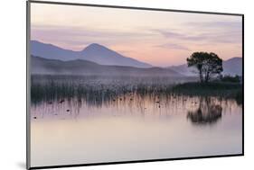 Hooded crow nest in willow tree, near Oban Argyll, Scotland-SCOTLAND: The Big Picture-Mounted Photographic Print