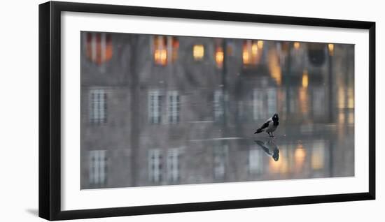 Hooded crow standing on water-covered ice, Helsinki, Finland-Markus Varesvuo-Framed Photographic Print