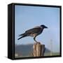 Hooded Crow-CM Dixon-Framed Stretched Canvas