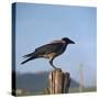 Hooded Crow-CM Dixon-Stretched Canvas