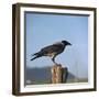 Hooded Crow-CM Dixon-Framed Photographic Print