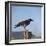 Hooded Crow-CM Dixon-Framed Photographic Print