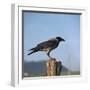 Hooded Crow-CM Dixon-Framed Photographic Print