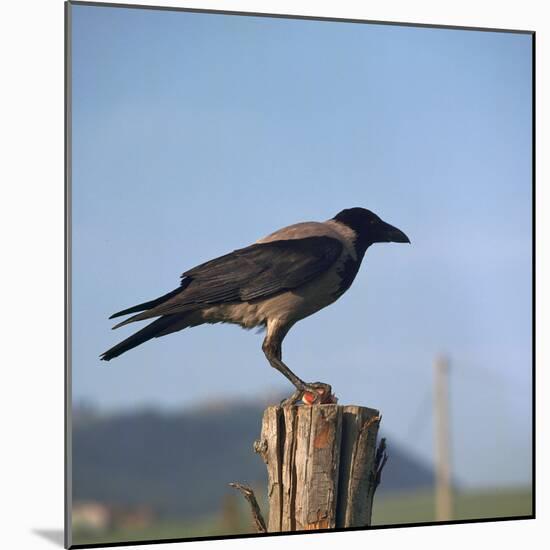Hooded Crow-CM Dixon-Mounted Photographic Print