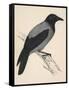 Hooded Crow-null-Framed Stretched Canvas