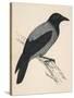 Hooded Crow-null-Stretched Canvas