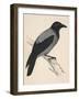Hooded Crow-null-Framed Art Print