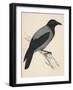 Hooded Crow-null-Framed Art Print