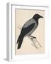 Hooded Crow-null-Framed Art Print