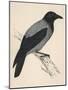 Hooded Crow-null-Mounted Art Print