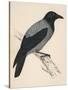 Hooded Crow-null-Stretched Canvas