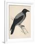 Hooded Crow-null-Framed Art Print