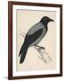 Hooded Crow-null-Framed Art Print