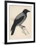 Hooded Crow-null-Framed Art Print