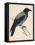 Hooded Crow-null-Framed Stretched Canvas