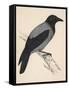 Hooded Crow-null-Framed Stretched Canvas