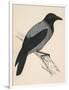 Hooded Crow-null-Framed Art Print