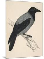 Hooded Crow-null-Mounted Art Print