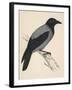 Hooded Crow-null-Framed Art Print