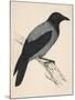 Hooded Crow-null-Mounted Art Print