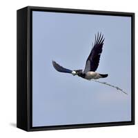 Hooded crown (Corvus cornix) flying with egg in beak, Danube Delta, Romania. May-Loic Poidevin-Framed Stretched Canvas