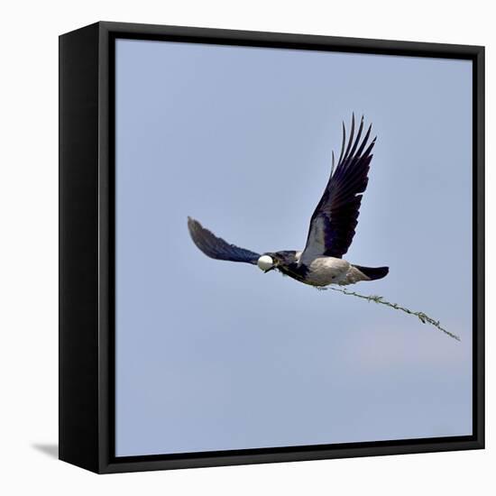 Hooded crown (Corvus cornix) flying with egg in beak, Danube Delta, Romania. May-Loic Poidevin-Framed Stretched Canvas