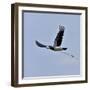 Hooded crown (Corvus cornix) flying with egg in beak, Danube Delta, Romania. May-Loic Poidevin-Framed Photographic Print