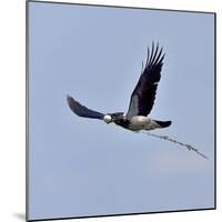 Hooded crown (Corvus cornix) flying with egg in beak, Danube Delta, Romania. May-Loic Poidevin-Mounted Photographic Print