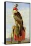 Hooded Falcon-Edwin Henry Landseer-Framed Stretched Canvas