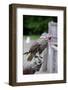 Hooded Gyr Falcon during Falconry Display-Veneratio-Framed Photographic Print