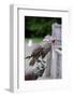 Hooded Gyr Falcon during Falconry Display-Veneratio-Framed Photographic Print