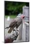 Hooded Gyr Falcon during Falconry Display-Veneratio-Mounted Photographic Print