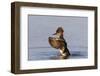 Hooded merganser female flapping wings in wetland, Marion County, Illinois.-Richard & Susan Day-Framed Photographic Print