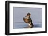 Hooded merganser female flapping wings in wetland, Marion County, Illinois.-Richard & Susan Day-Framed Photographic Print