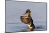 Hooded merganser female flapping wings in wetland, Marion County, Illinois.-Richard & Susan Day-Mounted Photographic Print