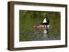 Hooded Merganser (Lophodytes Cucullatus) Drake-Lynn M^ Stone-Framed Photographic Print