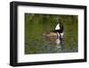 Hooded Merganser (Lophodytes Cucullatus) Drake-Lynn M^ Stone-Framed Photographic Print