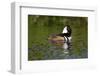 Hooded Merganser (Lophodytes Cucullatus) Drake-Lynn M^ Stone-Framed Photographic Print