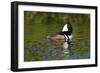 Hooded Merganser (Lophodytes Cucullatus) Drake-Lynn M^ Stone-Framed Photographic Print