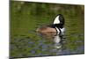 Hooded Merganser (Lophodytes Cucullatus) Drake-Lynn M^ Stone-Mounted Photographic Print