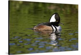 Hooded Merganser (Lophodytes Cucullatus) Drake-Lynn M^ Stone-Stretched Canvas