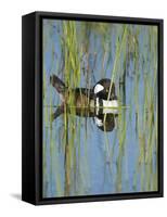 Hooded Merganser, Lophodytes Cucullatus, Viera Wetlands, Florida, Usa-Maresa Pryor-Framed Stretched Canvas