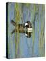 Hooded Merganser, Lophodytes Cucullatus, Viera Wetlands, Florida, Usa-Maresa Pryor-Stretched Canvas