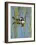 Hooded Merganser, Lophodytes Cucullatus, Viera Wetlands, Florida, Usa-Maresa Pryor-Framed Photographic Print