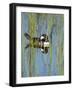 Hooded Merganser, Lophodytes Cucullatus, Viera Wetlands, Florida, Usa-Maresa Pryor-Framed Photographic Print